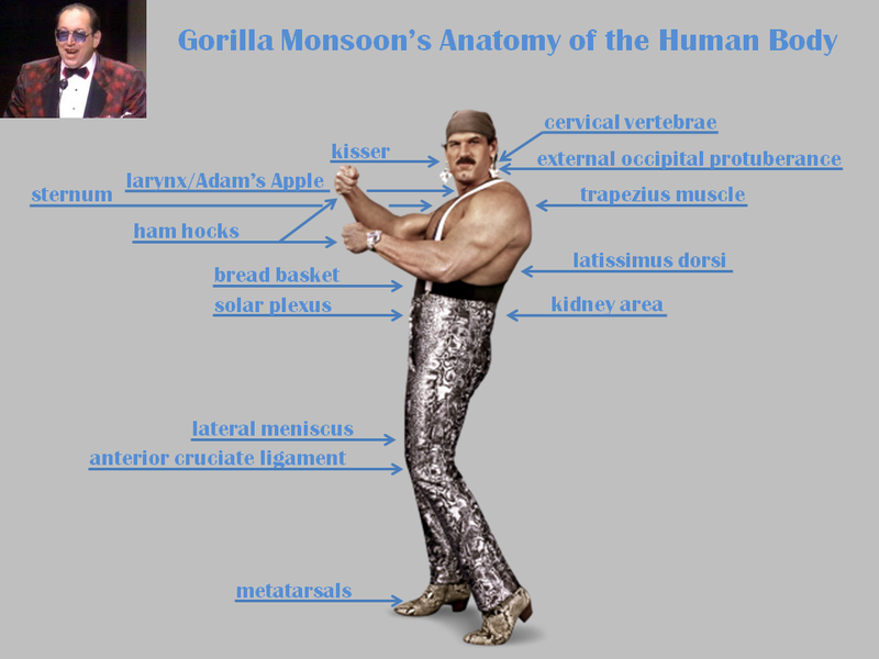 Illustration for article titled "He may have dislocated his patella" - Gorilla Monsoon's guide to the human body